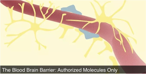 infographic blood-brain barrier