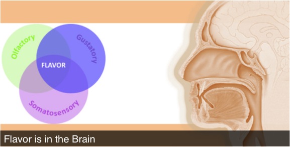 infographic flavor sensory perception