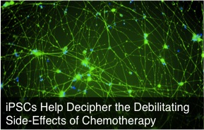 ipscs and chemotherapy side effects