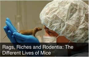 lab mouse story transgenic