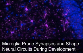 microglia prune synapses