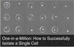 single cell isolation
