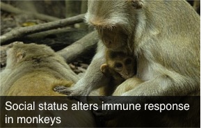 social status immune response