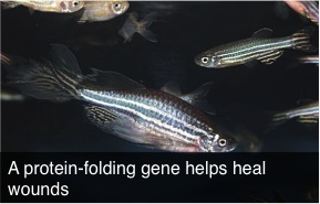 wound healing protein